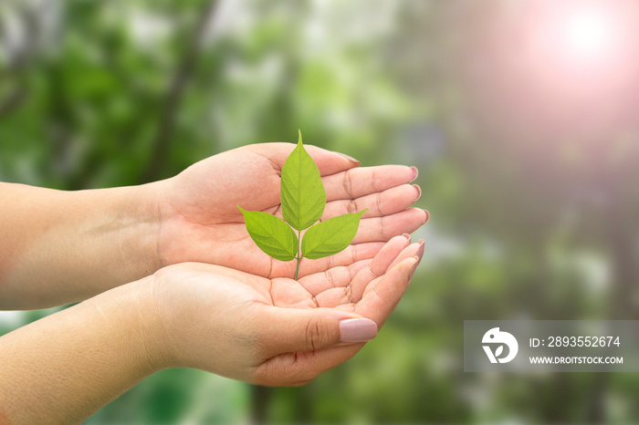 Tree in hands