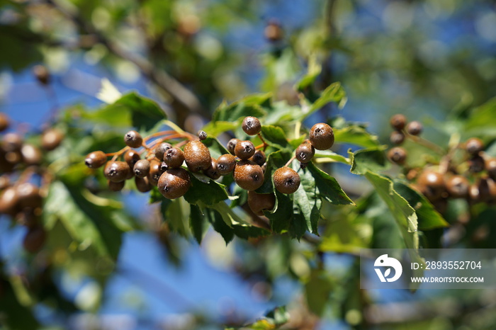 Checker tree (Sorbus torminalis) Branch with fruit on tree close up