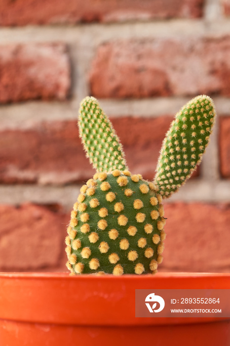 橙色砖墙上的绿色kactus