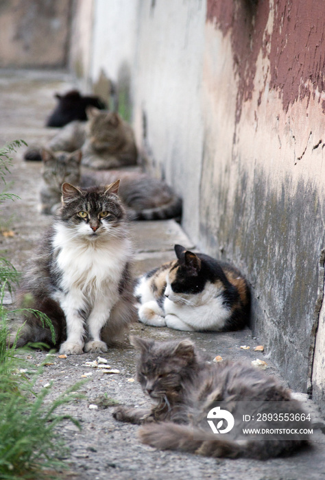 Homeless cats colony near the beton wall