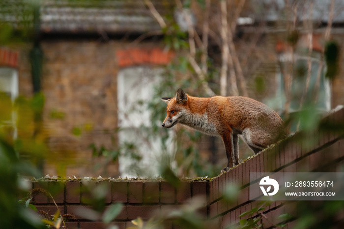 红狐（Vulpes Vulpes）在凌晨时分徘徊在用碎玻璃钉住的砖墙上