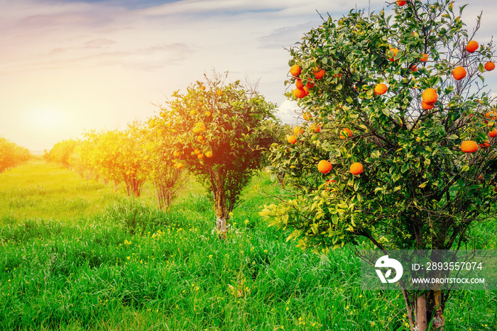 branch orange tree.