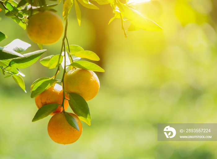 Branch of fresh orange on tree.