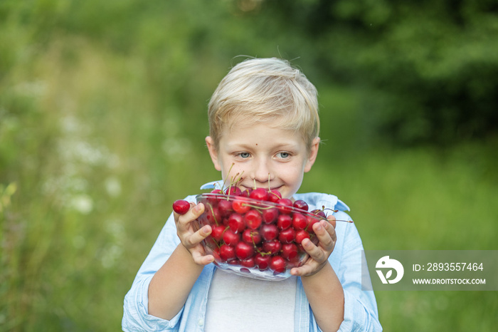 Child boy collects and eats ripe cherries in garden. Happy schoolboy holding fresh fruits.