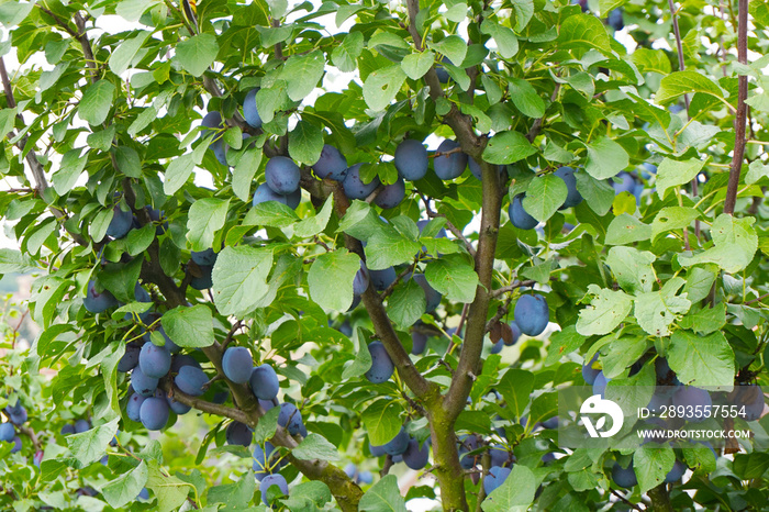 plum tree background