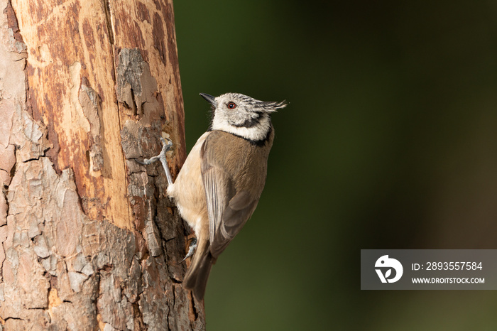 herrerillo capuchino (Lophophanes cristatus) en la rama de un árbol Marbella Andalucía España