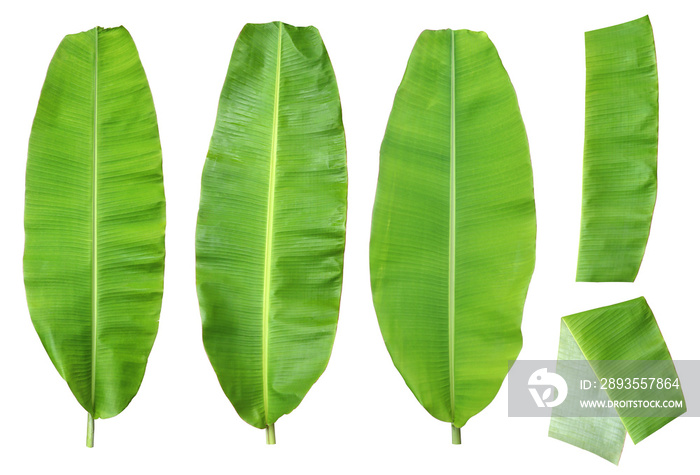 fresh banana leaves of the banana tree are tropical plants. Isolated on white background