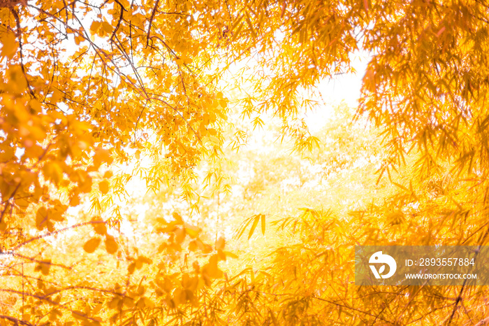 Orange Bamboo leaves with sunlight