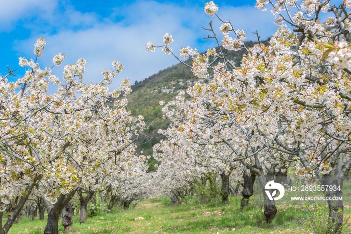 Cerezos en flor, valle de Caderechas,  España