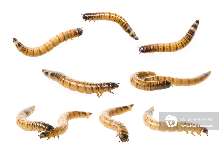 Zophobas atratus/ morio - meal worm isolated on white