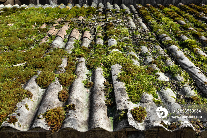 Old and dangerous asbestos roof with moss. Asbestos dust in the environment.