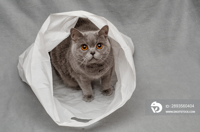 Gray British cat sitting on a plastic bag