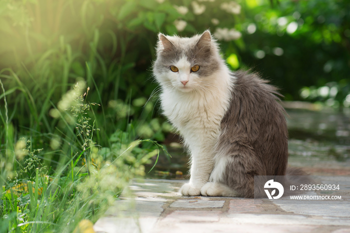 灰猫在花园里玩耍。猫在花园