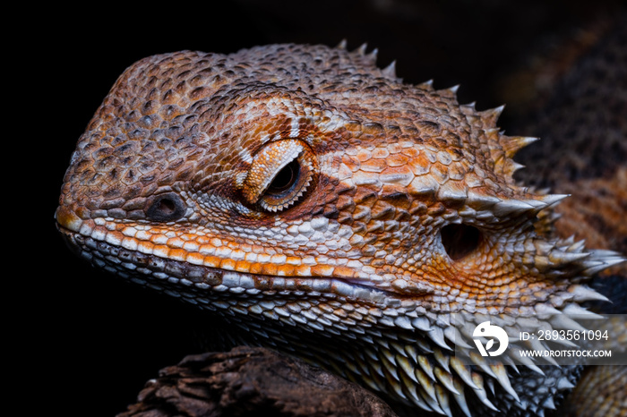 male bearded dragon Orange color sitting on a wooden branch on black background, studio Close Up Mac