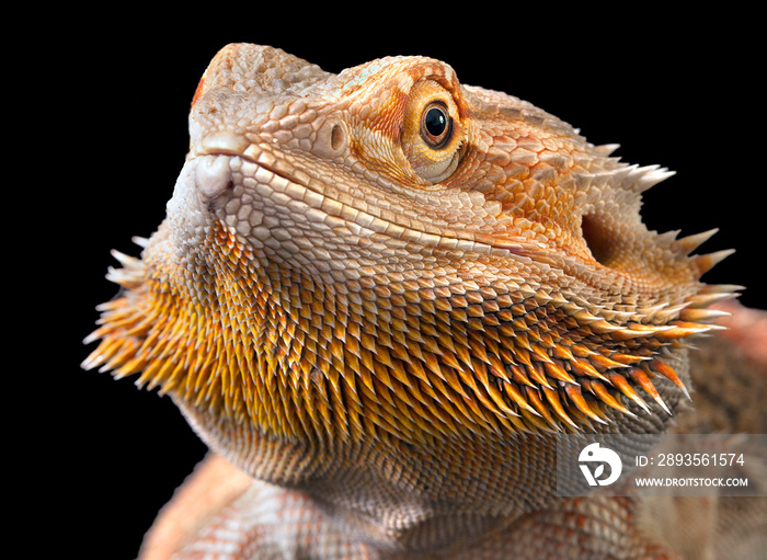 中央须龙（Pogona vitticeps）