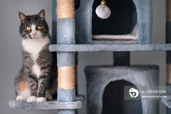 美丽的条纹猫坐在灰色的猫树、塔或公寓上，上面有抓挠板。