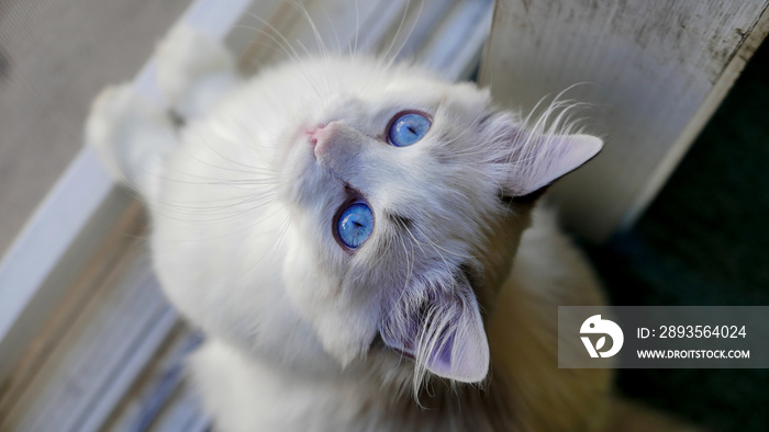 Blue Eyed Ragdoll Cat Portraits