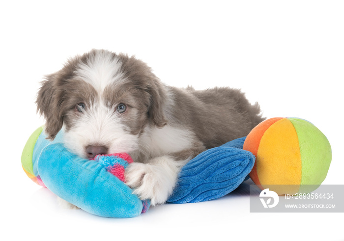 puppy bearded collie