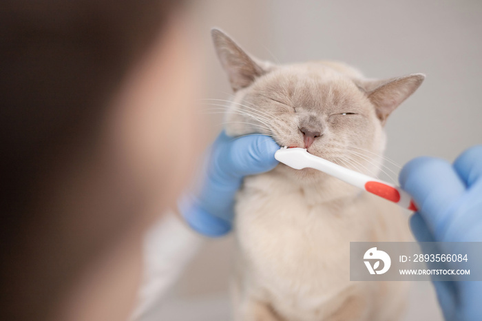 Veterinarian doctor cleaning cats teeth with toothbrush in clinic, closeup.