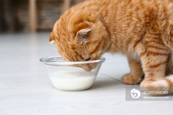 可爱的苏格兰折叠猫在家喝牛奶
