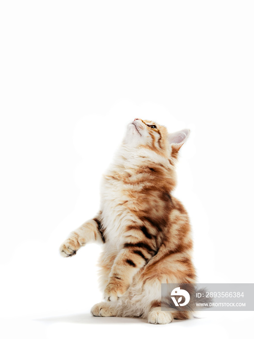西伯利亚猫，一只小猫在玩耍，抬头看。与世隔绝