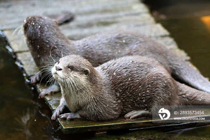 Asian small-clawed otter (in german Zwergotter) Amblonyx cinereus