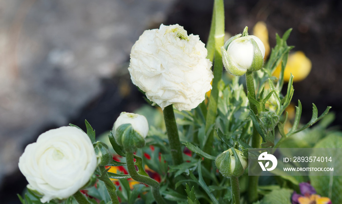 Ranunculus asiaticus | Renoncule des fleuristes ou renoncule asiatique de couleurs blanche Aviv