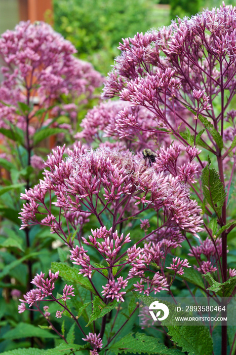 Joe Pye杂草（Eurochium maculatum[前身为Eupatorium maculatum]）的花朵