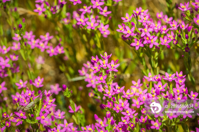 Muehlenbergs centaury (Zeltnera muehlenbergii) wildflowers blooming on the Pacific Ocean coastline,