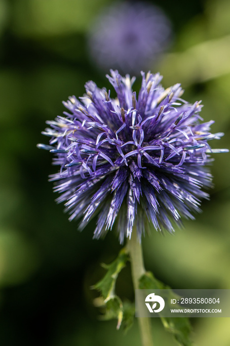 flower of a globe thistle