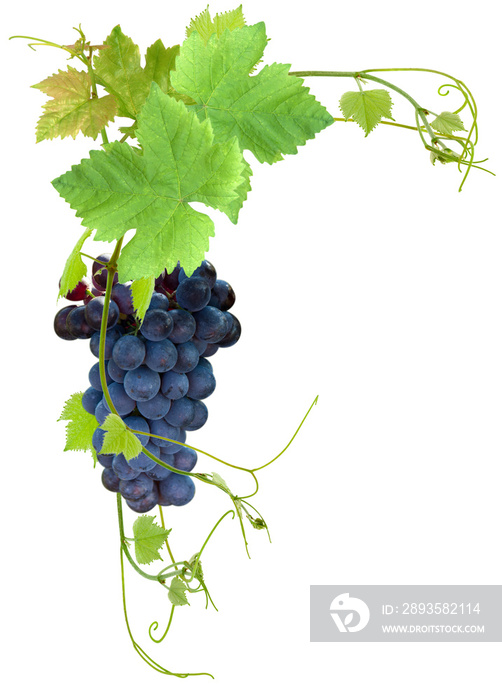 红色葡萄干和淡紫色葡萄