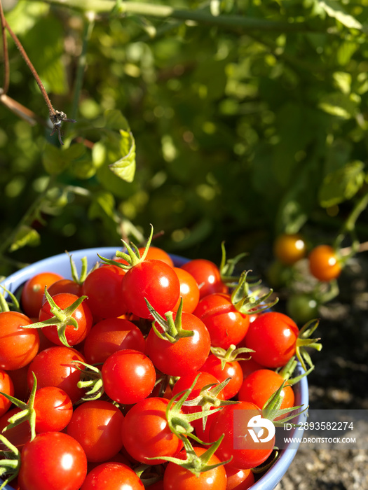 Bol tomates cerise rouge été soleil manger entre amis