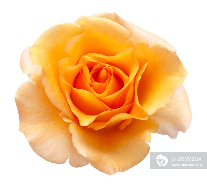 Orange rose flower isolated on white background. Wedding card, bride. Greeting. Summer. Spring. Flat