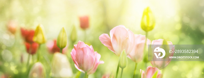 rote und gelbe Tulpen in der frühen Vormittagssonne, Panorama