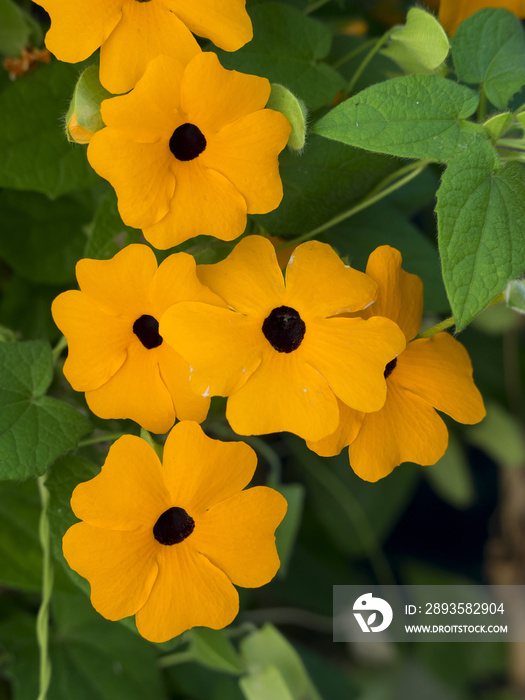 Thunbergia alata. La suzanne aux yeux noirs. Une plante grimpante ornementale dorigine tropicale au