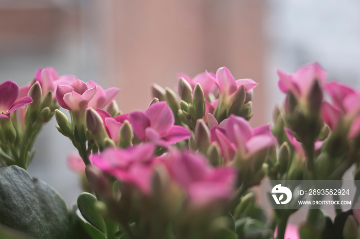 Kalanchoe blossfeldiana de pequeñas flores rosas