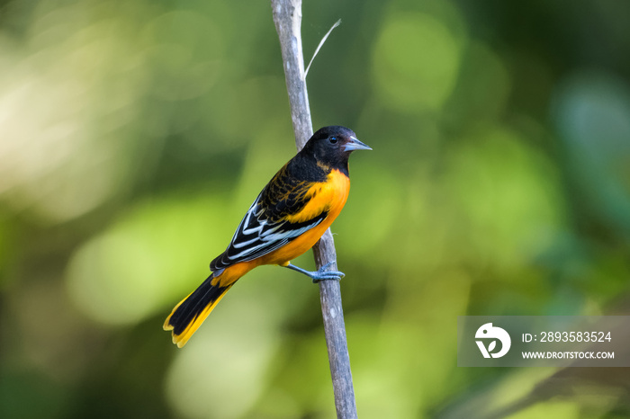 Baltimore oriole in a tree in the Carara National Park in Costa Rica