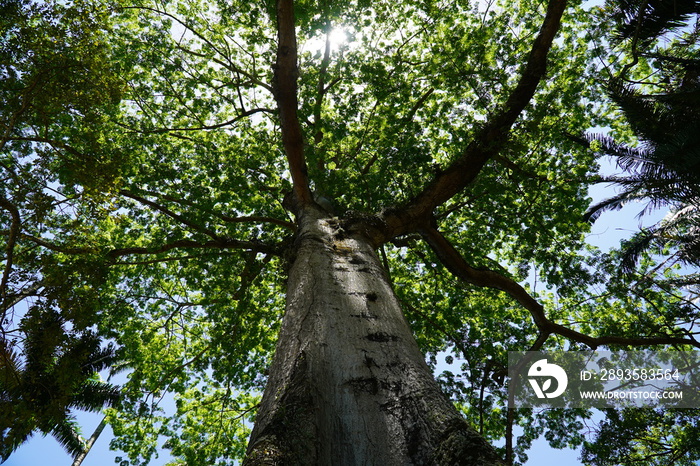 Sumauma tree (ceiba pentandra l. gaertn.) native to tropical rainforest of Amazonas. Botanical garde