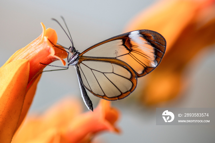 美丽的玻璃翅蝴蝶（Greta oto）在夏天的花园里开着一朵橙色的花。在亚马逊的雨中