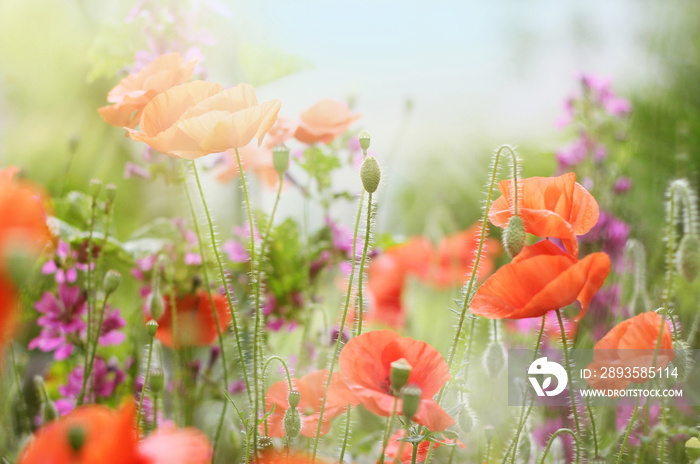 verträumte Mohnblumen in einem Garten