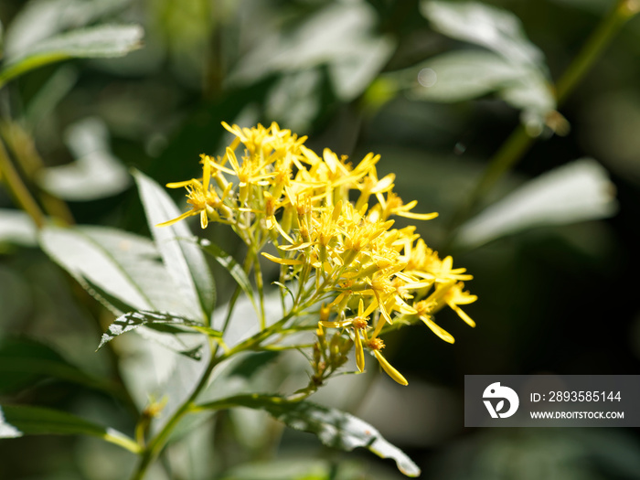 Solidago virgaurea - Solidage verge dor ou baguette dAaron à touffes glabre avec des languettes de