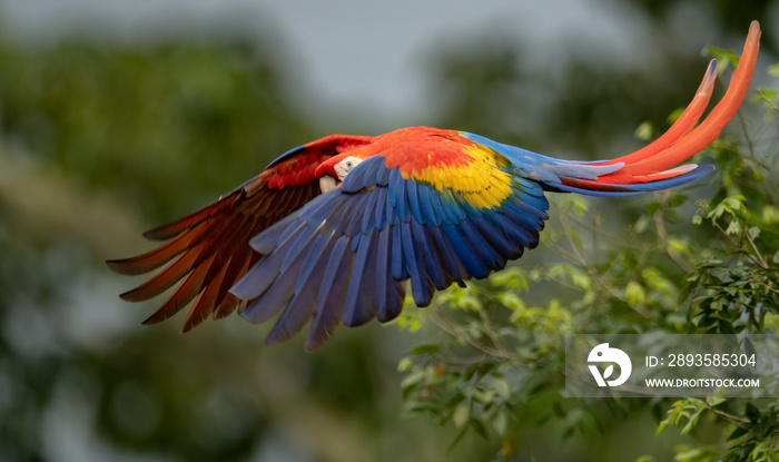 哥斯达黎加的Scarlet Macaw