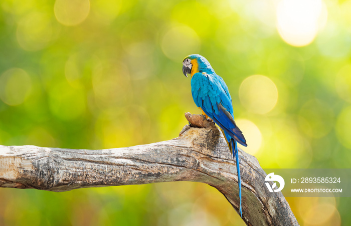 Close up Blue and Gold Macaw Perched on Branch Isolated on Background with Copy Space