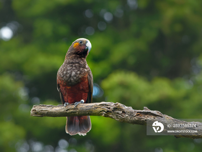 Kaka - Nestor meridionalis - endemic parakeet living in forests of New Zealand. Parrot close up eati