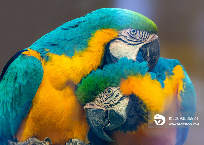 Pair of Blue-and-yellow macaw (Ara ararauna)