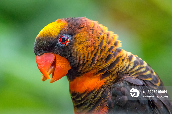 The rainbow lorikeet or Trichoglossus moluccanus