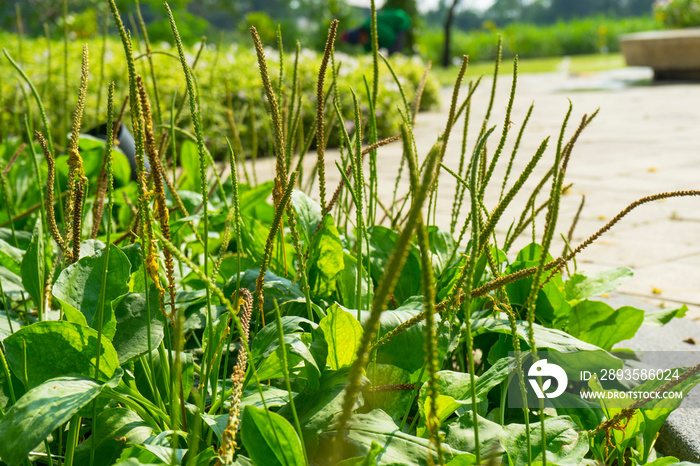 花园里的大车前草，Waybread（Plantago major L.）树