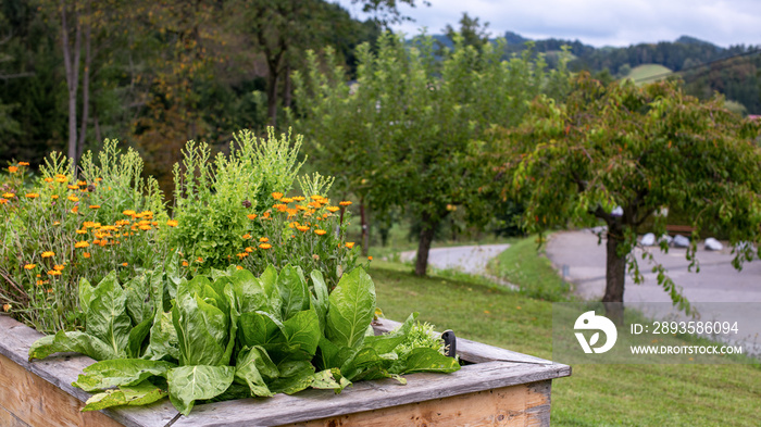 Salat und Blumen im Garten冰球