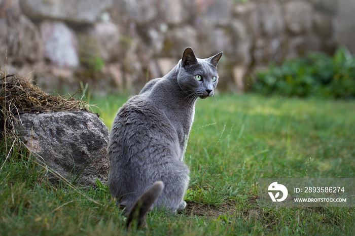 Russisch blau Katze