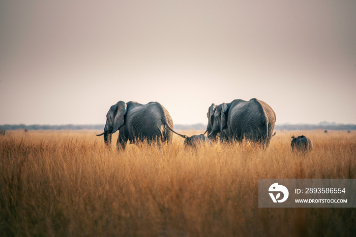 Elefant in der Savanne, Chobe Nationalpark, Botswana